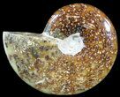 Polished, Agatized Ammonite (Cleoniceras) - Madagascar #54740-1